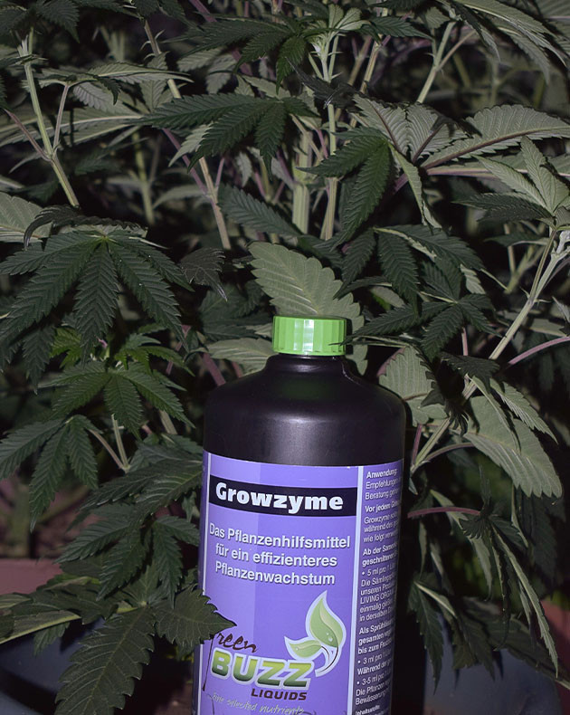 Тренировка LST и обновление питательной линейки