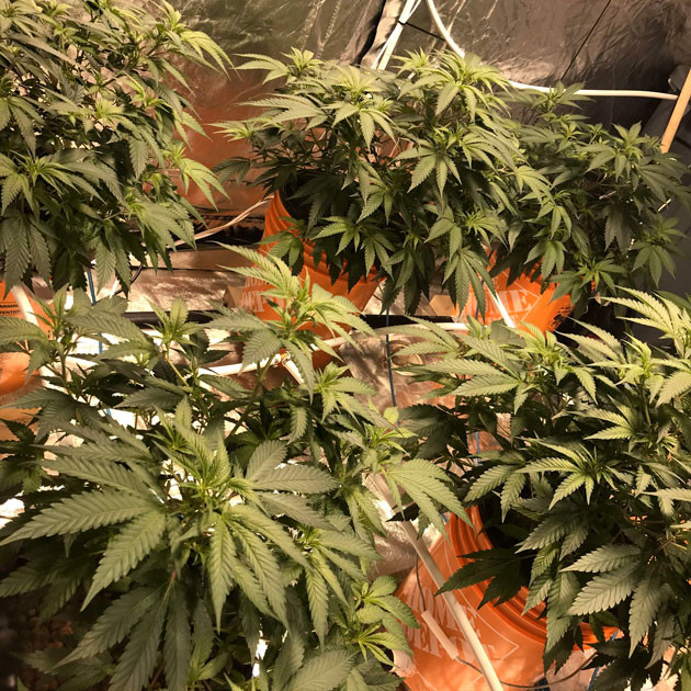 45 см роста в конце четвертой недели