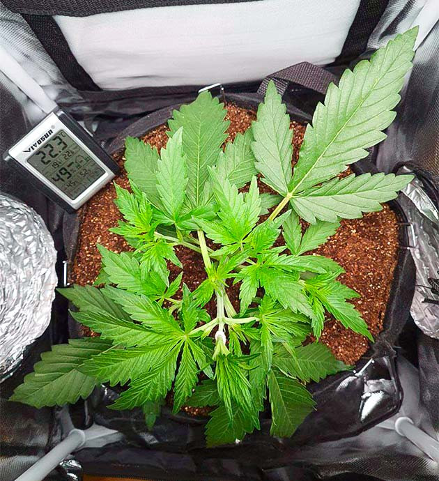 Регулировка расстояния до лампы Тренировка растения Auto Cinderella Jack