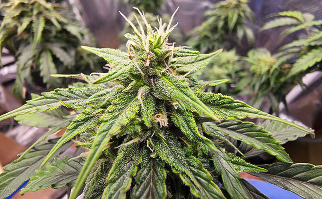 Кусты на 8 неделе выращивания