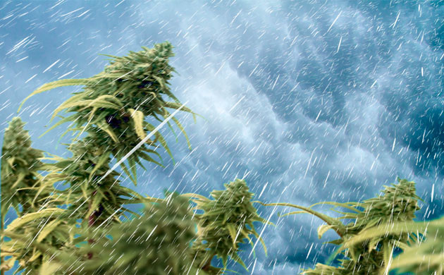 Как защитить каннабис от ветра и дождя Как защитить каннабис от ветра