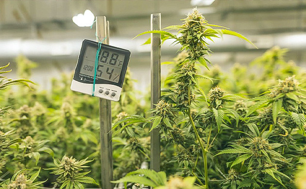 Понижение температуры для стимуляции выработки терпенов