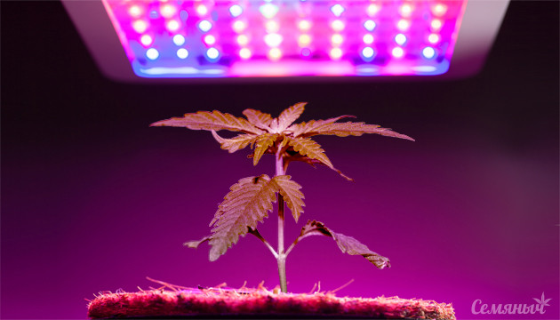 LED лампы для выращивания марихуаны LED лампы для конопли