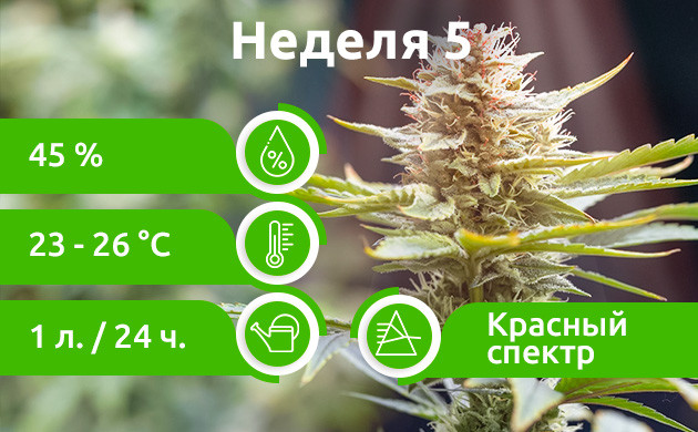 Неделя 5: Начало цветения