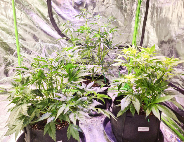 Признаки предцвета у Banana Purple Punch Auto