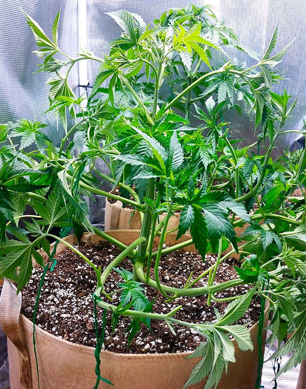 Куст Gorilla Glue #4 на 5 неделе выращивания