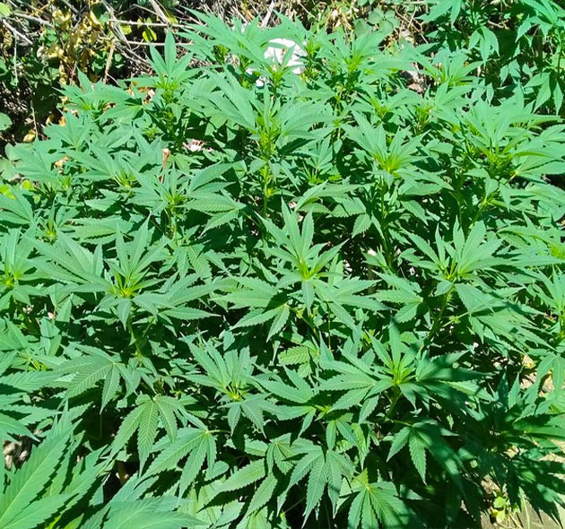 Куст под ярким солнечным светом