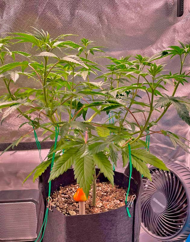 Растишка White Wedding RBX от Ethos Genetics на 7 неделе