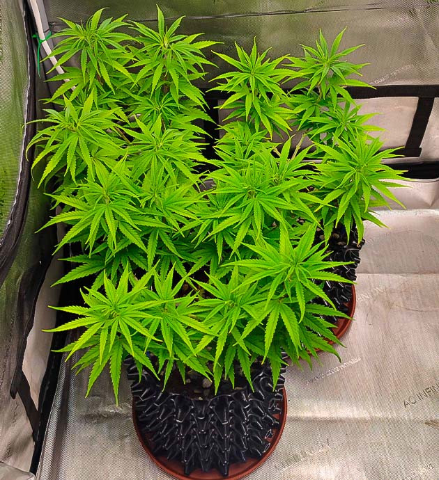 Куст Godzilla Original Glue GG#4 на 8-9 неделе выращивания