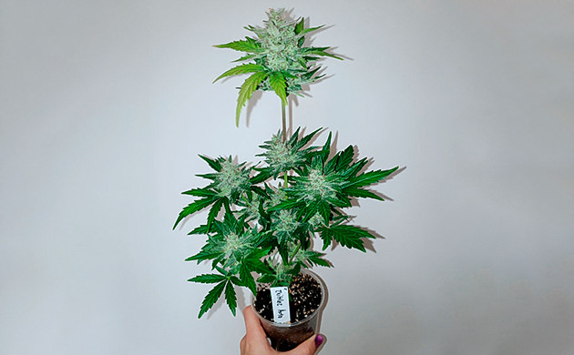 Куст Zkittles Auto в пластиковом стакане Несколько небольших соцветий Zkittles Auto на кусте