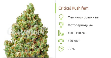 Critical Kush от Barney's Farm