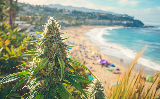 Уникальное семейство Haze Сорт конопли Haze