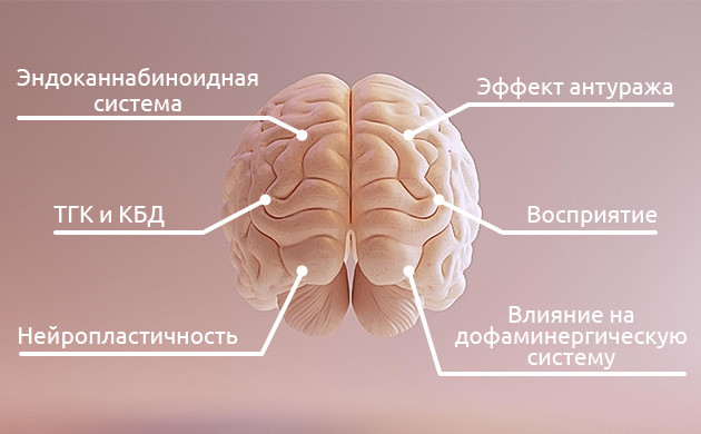 Как связаны конопля и творчество Креативный эффект каннабиса