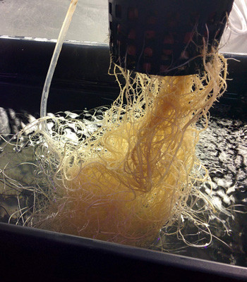 Корневая система марихуаны Fruit Punch fem на 45 день веги Корни конопли Fruit Punch fem