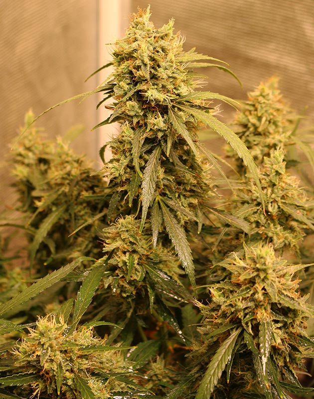 Соцветие конопли с оранжевыми стигмами