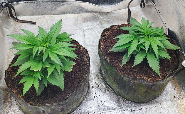 Нападение кота на кусты конопли Откусанные котом листья конопли