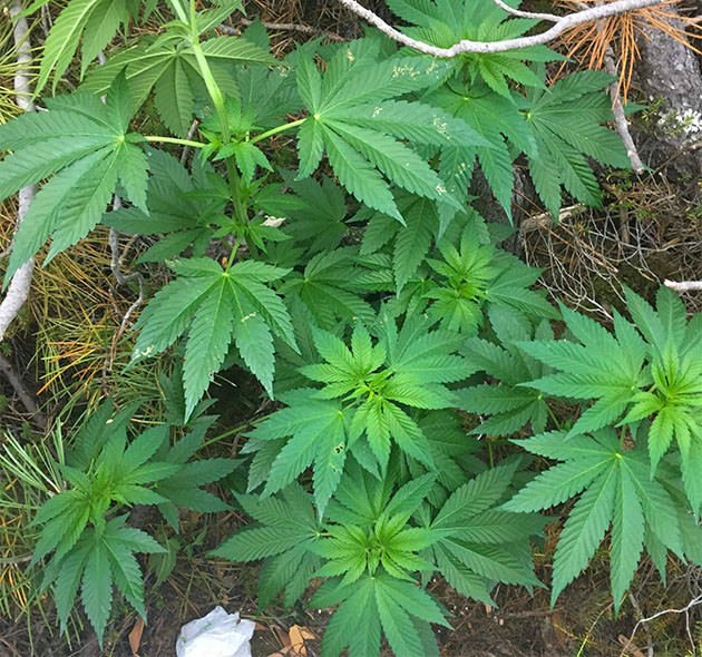 Восьмая неделя выращивания Кусты на стадии вегетации