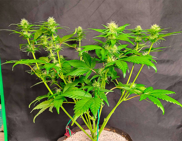 Куст Sweet Zenzation XL Auto на 6 неделе выращивания