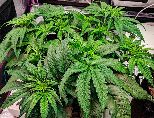 6 неделя роста марихуаны