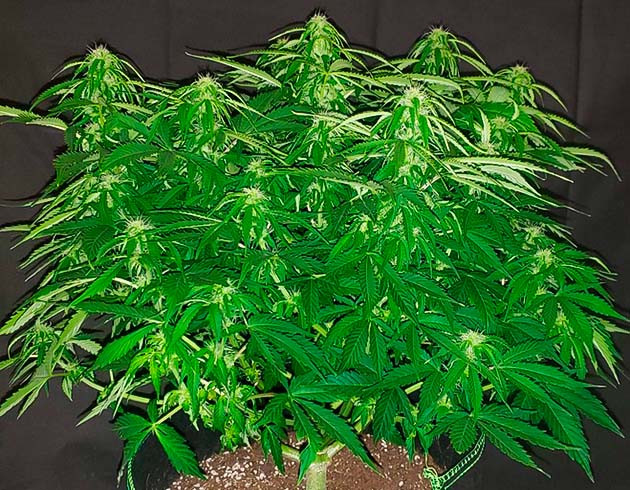 Появление цитрусового аромата Завершение роста куста на 40 сантиметрах