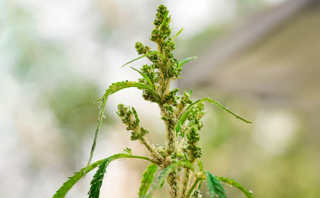 Тля: места обитания и способы обнаружения Симптомы повреждения листвы тлей