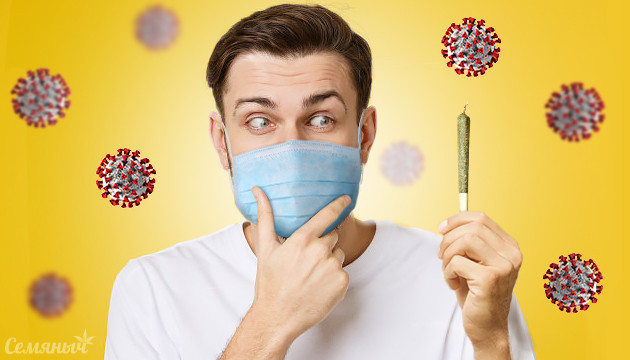 Риски использования конопли во время короновируса