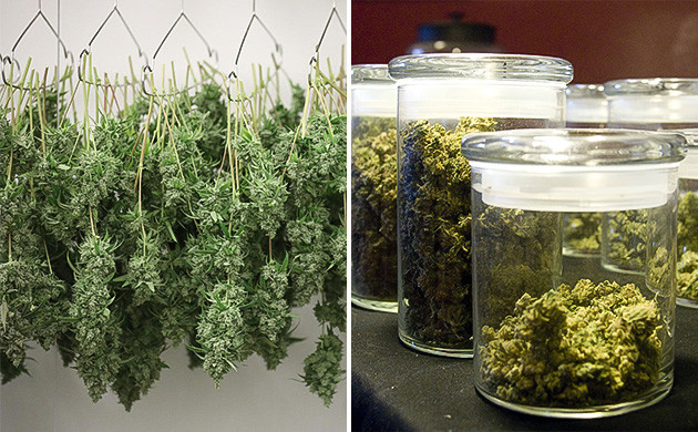 Сушка и пролечка Сушка и пролечка марихуаны