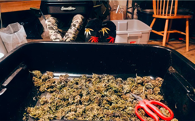 Поддон с шишками