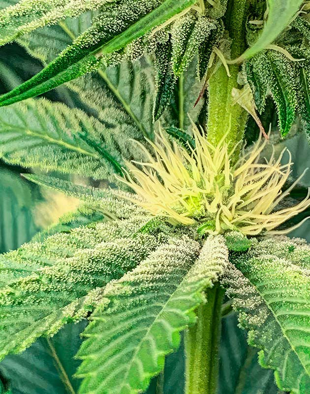 Конопля ростом 55 см