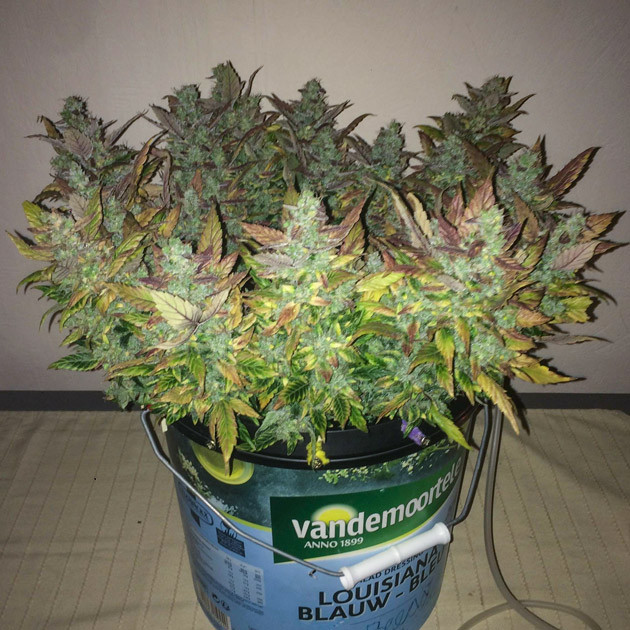 Куст Gorilla Glue Auto перед харвестом