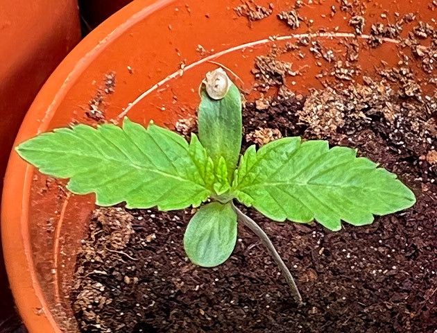 Росток Marshmallow OG от Compound Genetics на 1 неделе