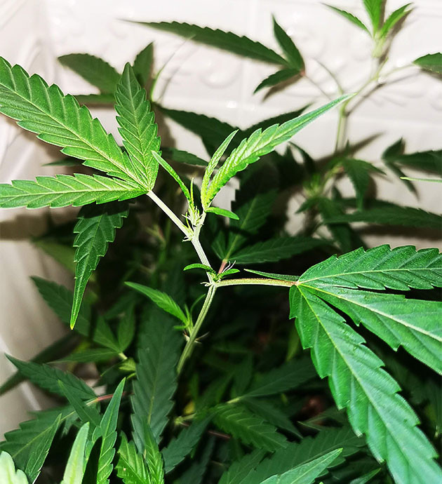 Растение после ревегетации Новые побеги конопли рядом с пестиками