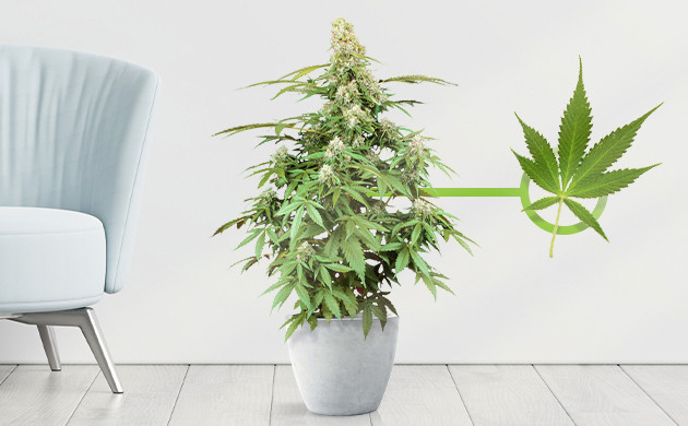 Сорт Zkittlez небольшого размера Куст в форме елки