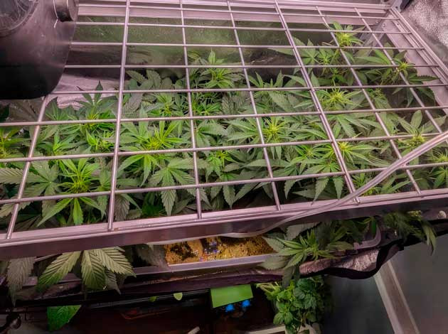 Конопля под сеткой ScrOG