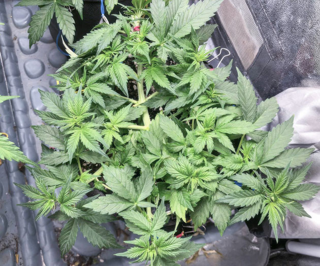 Удаление больших листьев для роста