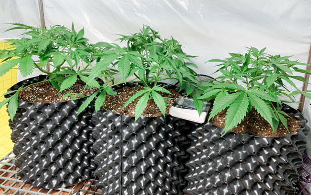 Последняя неделя вегетации Кусты Gorilla Auto от сидбанка Семяныч ростом 30 см