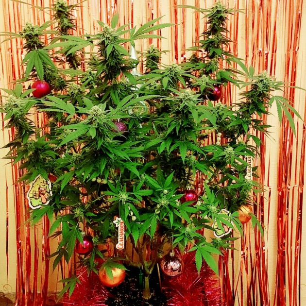 Куст конопли от Mr. better green's