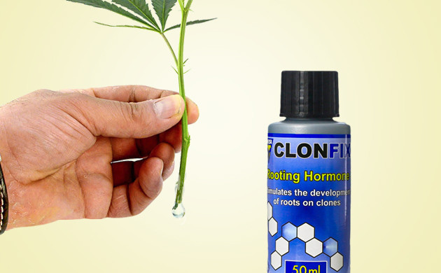 Нанесение геля на срезанный клон