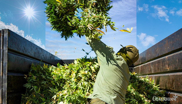 Как работает метод «Вечного харвеста» Сбор большого количества урожая за год