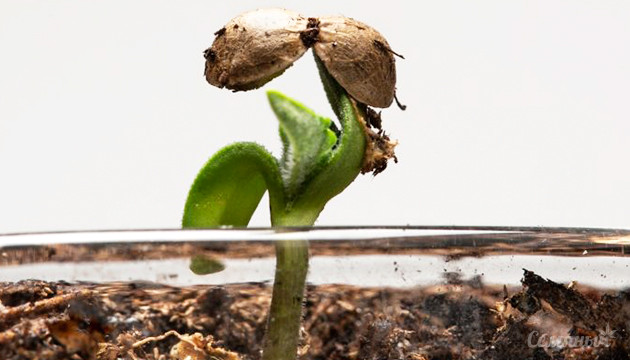 Росток сбрасывает каску