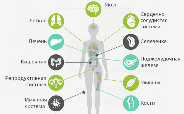 Эндоканнабиноидная система организма Эндоканнабиноидная система в качестве коммуникационной сети