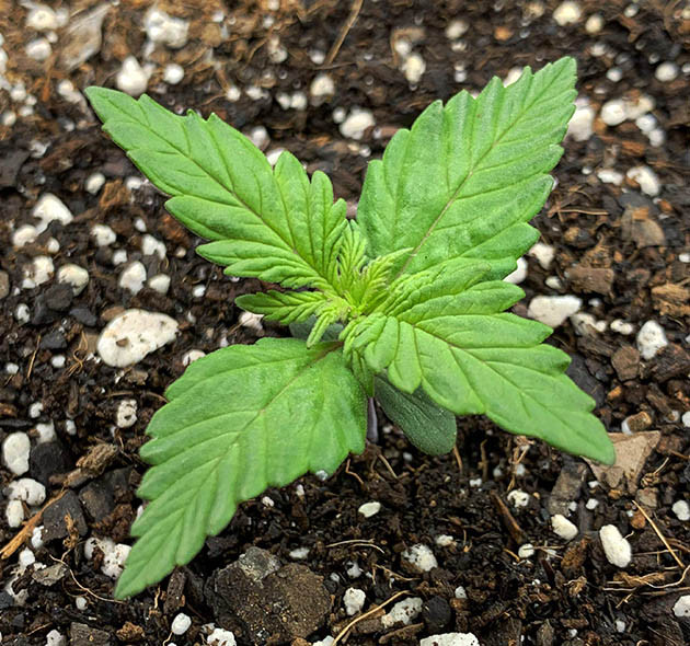 Формирование новых этажей листьев