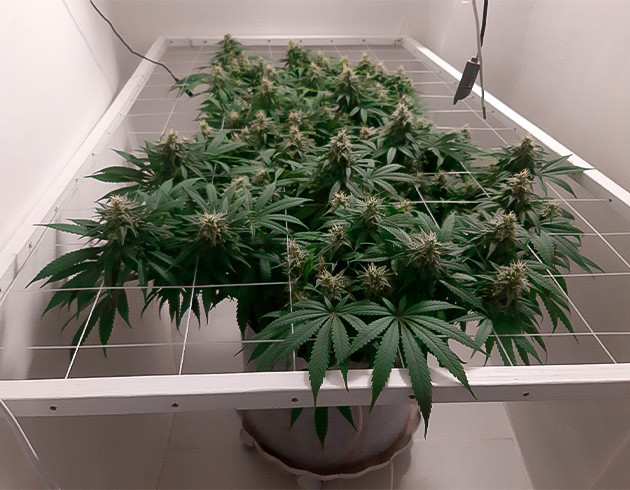 Проблемы с питанием у Glue Sherbet