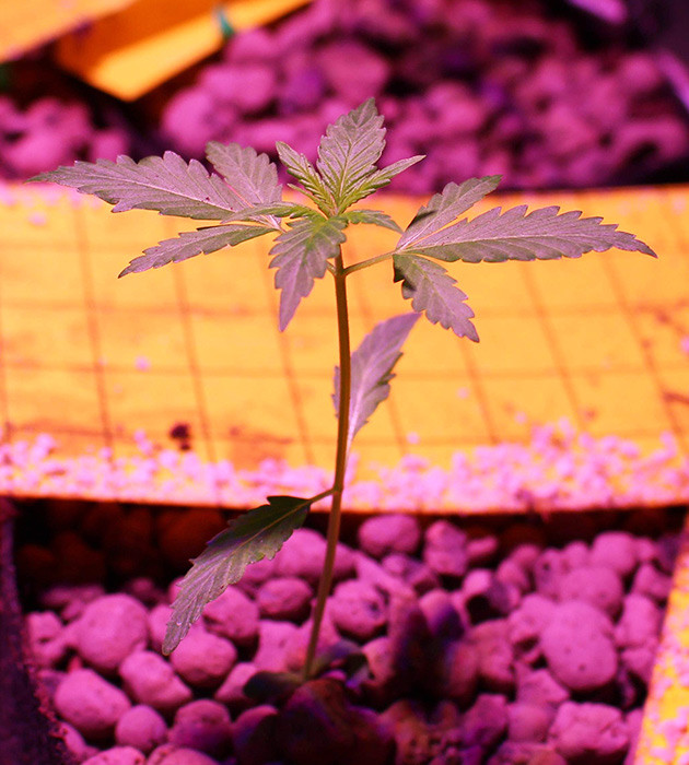 Появление второй пары полноценных листьев