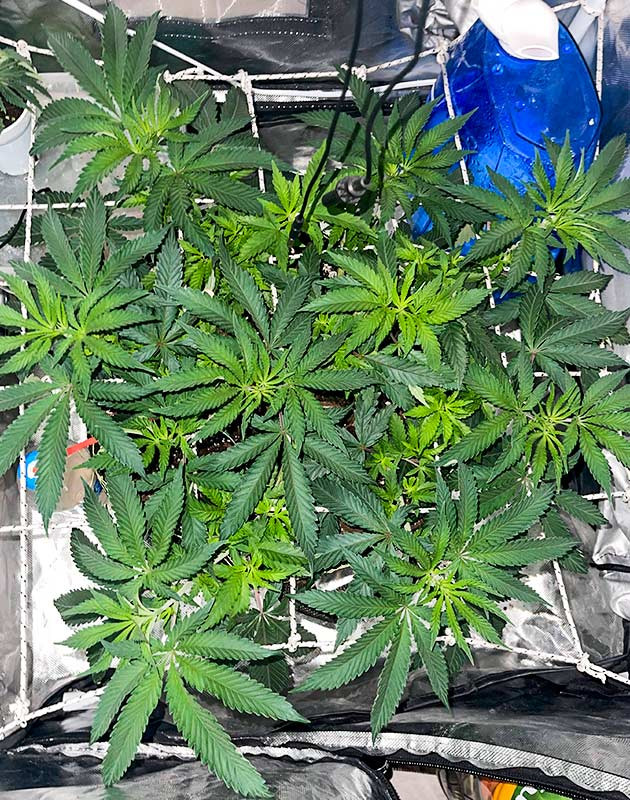 Седьмая неделя выращивания Куст после пересадки в горшок на 25 литров