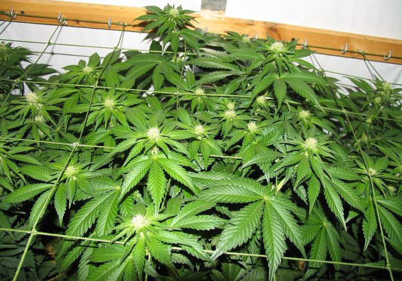 Цветение Jack Herer Формирование шишек марихуаны Jack Herer