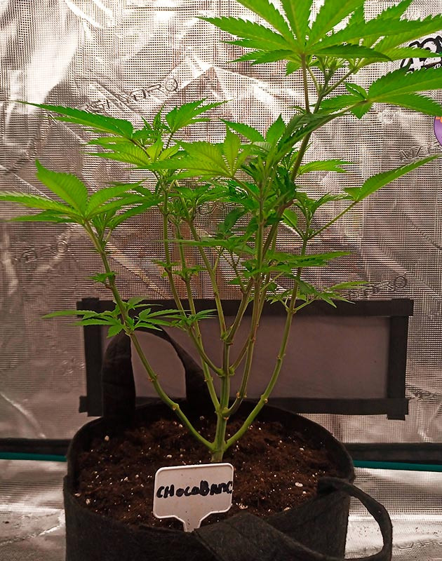 Куст высотой 40 см