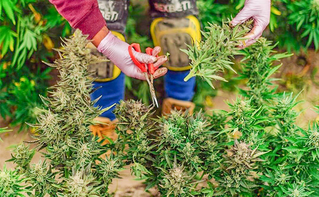 Когда собирать урожай: учет региональных особенностей