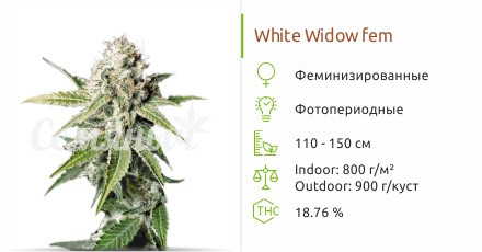Сорт марихуаны White Widow White Widow от Green House Seeds