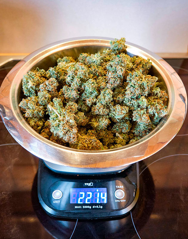 Шишки Apollo F1 Auto